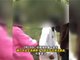 云南一女生被人轮扇数十耳光后不停流鼻血 警方介入