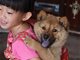 多地解禁中华田园犬